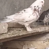 نر کله دم سیاه و..|پرنده|کرج, شهرک فهمیده|دیوار