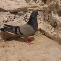 کبوتر کفتر رنگی تهرانی چادری پرنده|پرنده|بومهن, |دیوار
