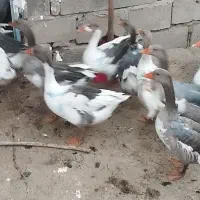 غاز