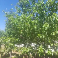 چهارباغ روبروی افشاریه شهرک فروردین ویلا ۴۵۰ متر|فروش خانه و ویلا|کرج, شهرک الهیه|دیوار