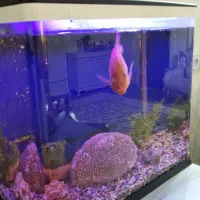 فروش اکواریم با ماهی های گوشت خوار