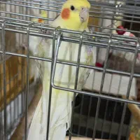 دو عدد عروس هلندی نر و ماده