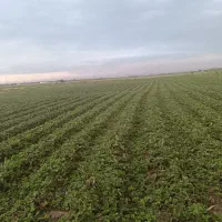 فروش نهال توت فرنگی|خدمات باغبانی و درختکاری|خان ببین, |دیوار