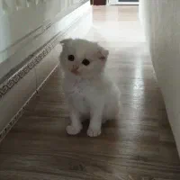 گربه میکس پرشین و DLH ( مو بلند)|گربه|لنگرود, |دیوار