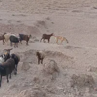 فروشی|سگ|بزینه رود, |دیوار