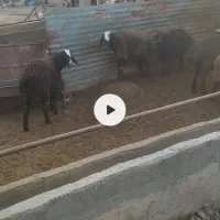 بره شال و افشار ی  اکثریت قوچ خوردن