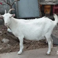 بز سانن نری آلپاین|حیوانات مزرعه|بندرعباس, |دیوار