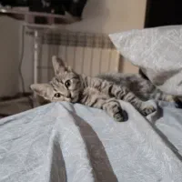 بچه گربه|گربه|کرج, گوهردشت|دیوار