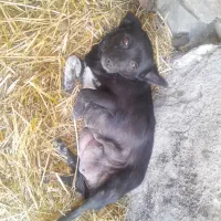 پاکوتا ماده