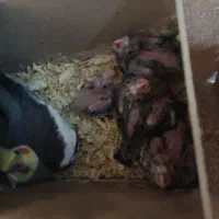 عروس هلندی با 4 جوجه