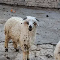 بره نر گوسفند نر