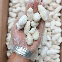 کشک ماست دوغ شیراز کره شیر