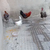 مرغ و خروس درجه یک|حیوانات مزرعه|ملکشاهی, |دیوار