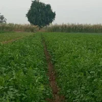 سبزی خورشتی تازه تمیز|خوردنی و آشامیدنی|شوش, |دیوار