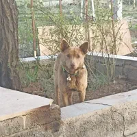 سگ پاکوتاه گوتیز ماده  باهوش  مخصوص نگهبانی