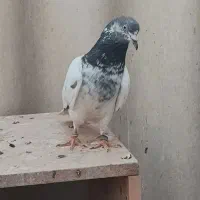 کفتریا کبوتر پرشی گرفتنی