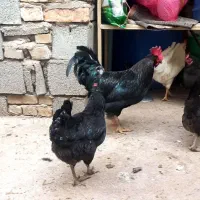 مرغ وخروس|حیوانات مزرعه|مسجد سلیمان, |دیوار