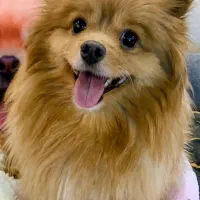 پامر خرسی عروسکی