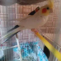 عروس هلندی مولد|پرنده|فنوج, |دیوار