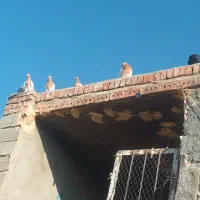 کله زرد ۱۵عدد فروشی جفتی ۹۰۰|پرنده|کشاورز, |دیوار