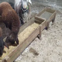 گوسفند نر هشت ماهه|حیوانات مزرعه|آق قلا, |دیوار