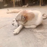 سگ نگهبان|سگ|آزادشهر, |دیوار