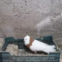 کفتر