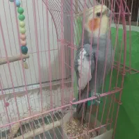 عروس هلندی و طوطی برزیلی|پرنده|قرچک, میرزائی جنوبی|دیوار