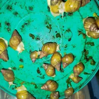 حلزون|خزنده|شیراز, شهرک فرهنگیان|دیوار