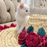 واگذاری گربه بریتیش