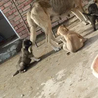 توله سرابی|سگ|سلماس, |دیوار