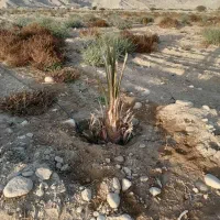 فروش باغ|فروش زمین و ملک کلنگی|بستک, |دیوار