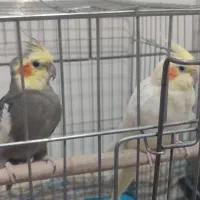 عروس هلندی کارداده