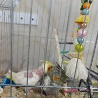 جوجه عروس هلندی|پرنده|آشخانه, |دیوار