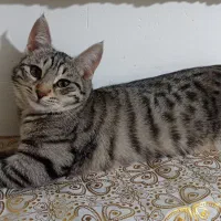 بچه گربه جهت واگذاری