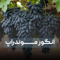 انگور موندراب داربستی