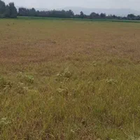 ۲۵۰۰۰هزارمتر شالیزار بهزارعی شده در شفت|فروش دفتر صنعتی، کشاورزی، تجاری|شفت, |دیوار