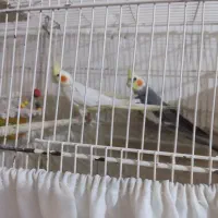 عروس هلندی همراه جوجه