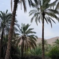زمین باغی روستای مخدان ، خاییز