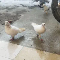 کبوتر پرشی|پرنده|راز وجرگلان, |دیوار