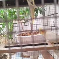 یک جفت عروس هلندی