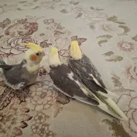 فروش جوجه عروس ۳۰ روزه..