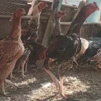 تخم نطفه دار  لاری