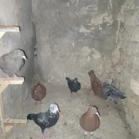 کبوتر جوانه|پرنده|گلبهار, شهر جدید گلبهار|دیوار