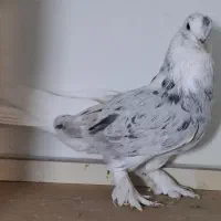 نر و ماده  شازده هما وشازده سرور