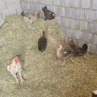 فروش مرغ خروس و غاز|حیوانات مزرعه|شیراز, گچی|دیوار