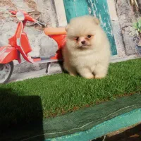 سگ توله پامرانین، پامر خرسی عروسکی، جیبی