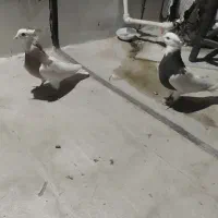 فروش چند ۳/۴عدد طوقی قیمت مناسب