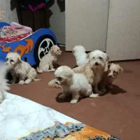 توله ۲ماهه|سگ|اسلامشهر, شهرک واوان|دیوار