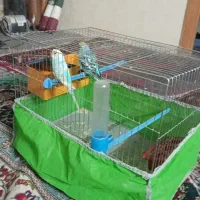 مرغ عشق با جوجه دستی